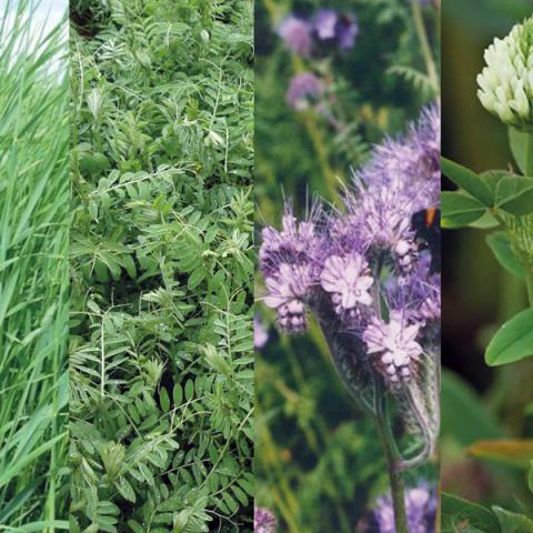 couvert chlorofiltre fertile