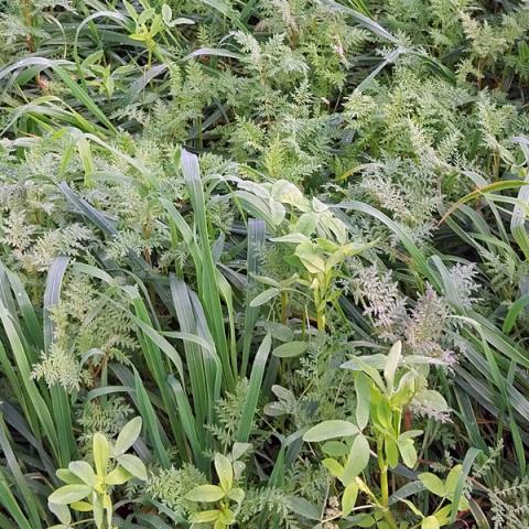 couvert végétal Chlorofiltre Fertile