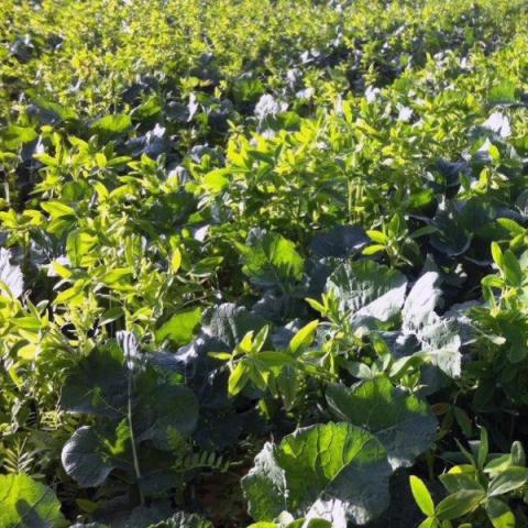 plantes compagnes colza pc6