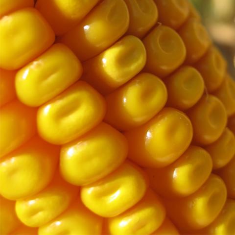 maïs grain, variété Estevio