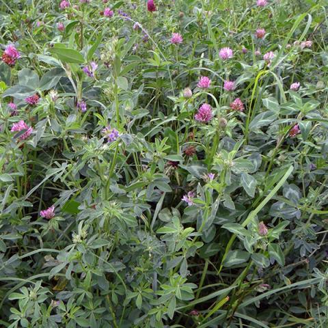 semences pour prairie multi-espèces longue durée M-Fauche