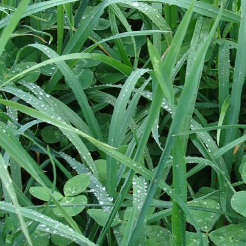semences de prairie multi-espèces longue durée M-tout terrain