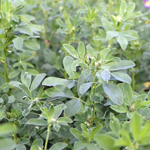 Luza Max 46, association de 2 luzernes