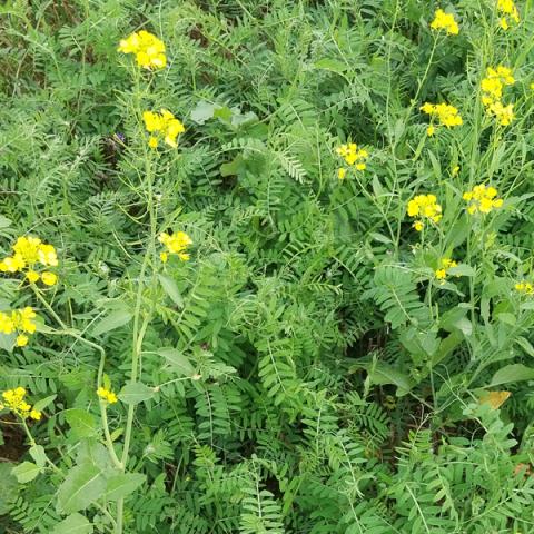 couvert-interculture-chlorofiltre-bledor-sas-fly