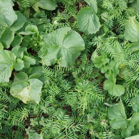 couvert-interculture-chlorofiltre-jet-sas-fly